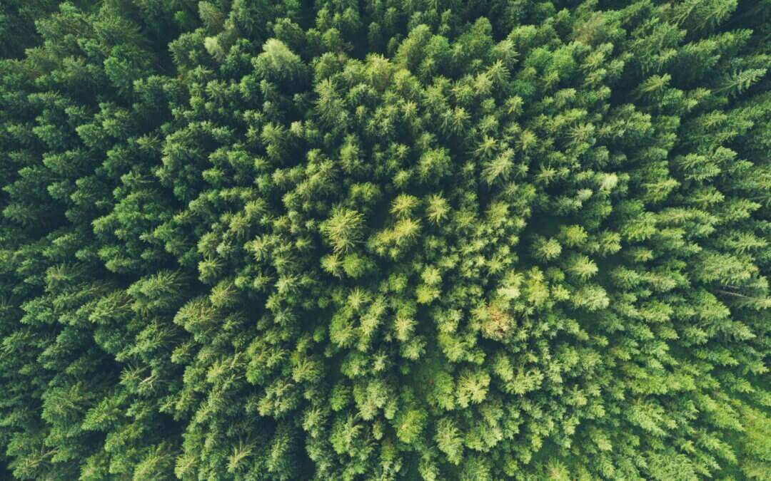Greenwashing vs. sostenibilidad real: cómo detectar la diferencia y elegir empresas éticas.